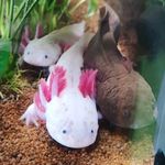 𝕂𝕝𝕒𝕦𝕤𝕚, 𝕊𝕥𝕖𝕝𝕝𝕒 & 𝕎𝕒𝕝𝕝𝕪 - @klausi_stella_wally - Instagram