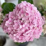 Stella Ware - @stelbysgarden - Instagram