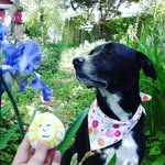 StellaWare Pet Accessories - @stellaware - Instagram