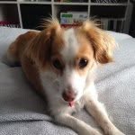 Stella Chipello-Warren - @stella_jackrussell - Instagram