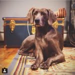 Stella - @stellawarren - Instagram