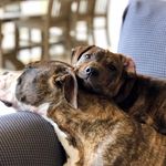 Stella + Shiner Soules Watson - @stellashiner_cheerspups - Instagram
