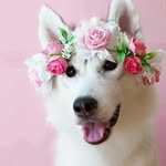 Stella Watson - @stellabella2468 - Instagram