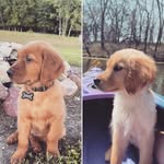 Stella & Waylon - @stella.waylon.thegoldens - Instagram