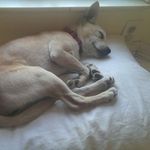 Stella Webb - @stella.the_dog - Instagram