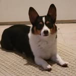 Stella Pembroke Welsh Corgi - @suddenly_stella - Instagram
