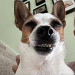 Stella! - @stellathewelshdog - Instagram