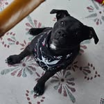 Stella - @stellathewelshstaffy - Instagram