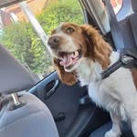 Stella the welsh springer spaniel - @stellathewelshie - Instagram