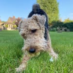 🐾Stella_the_welsh_terrier🐾 - @stella_the_welsh_terrier - Instagram