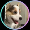 stella_thewelshcorgi - @stella_thewelshco - TikTok