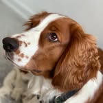 Stella: Welsh Springer Spaniel - @stella.with.friends - Instagram