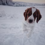 Stella - @welsh_stella - Instagram