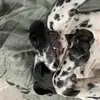 stellawelsh8 - @allegedromantic - TikTok