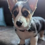 @stellawelshcorgi - Instagram
