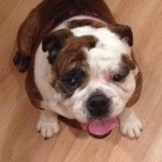 Stella Westbrook - @thestellanator - Instagram