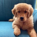 Stella Westfall - @stellawestfallgoldenlove - Instagram