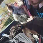 Stella & Onyx - @stellarosewiley - Instagram