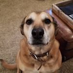 Stella Wise - @stellawise.thedog - Instagram