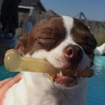 Stella Wise - @stellabellachihuahua - Instagram