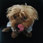 STELLA🌷the clever Yorkie - @stella_wittyorkie - Instagram