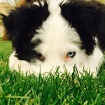 Stella The Wonder Dog - @stellathewunderdog - Instagram