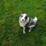 @stella_the_wunderdog - Instagram