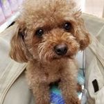 Stella Yip - @stella.yip.925 - Instagram