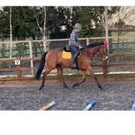 Steph Bennett Equine - @stephbennettequine - Instagram