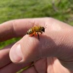 Stephan Becker - @brombach_bees - Instagram
