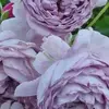 stephanieeckhardt39 - @stephanieeckhardt39 - TikTok