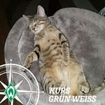 Stephan Heß - @werderhai - Instagram