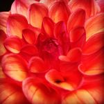 Stephani Jones - @knitredcows - Instagram