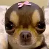 that's _ugly_yolly - @stephanieabbeyqua - TikTok