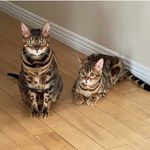 Stéphanie Bégin - @stef81begin - Instagram