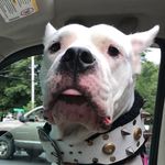 Stephanie Britt - @dogosheppit - Instagram