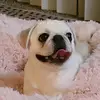Stephanie Brough - @chloethepug8 - TikTok