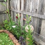 Stephanie Canfield - @stangelcan - Instagram