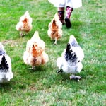 Stephanie Clapp - @chickiemom10 - Instagram