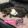 stephaniecookson82 - @stephaniecookson82 - TikTok