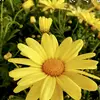 Stephanie Cornett - @small_golden_flowers - TikTok