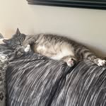 Stephanie De Herrera - @pnw_4cats - Instagram