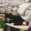 stephanie devlin - @mommybear0619 - TikTok