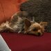 Dorner-kirchholtes Stephanie - Facebook