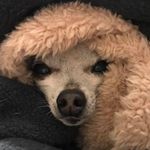 Stephanie Dry - @snug_alicious - Instagram
