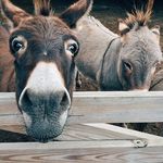 Stephanie Eckard - @thespeakingdonkey - Instagram