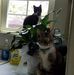 Stephanie Eckles - Facebook