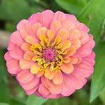 Stephanie “Flora” - @theshamanmama - Instagram