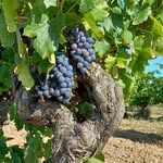 Stéphanie Forest Riffaud - @domaine_villepeyroux_forest - Instagram