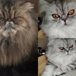 Stephanie Maingault - @maingaultstephanie - Instagram